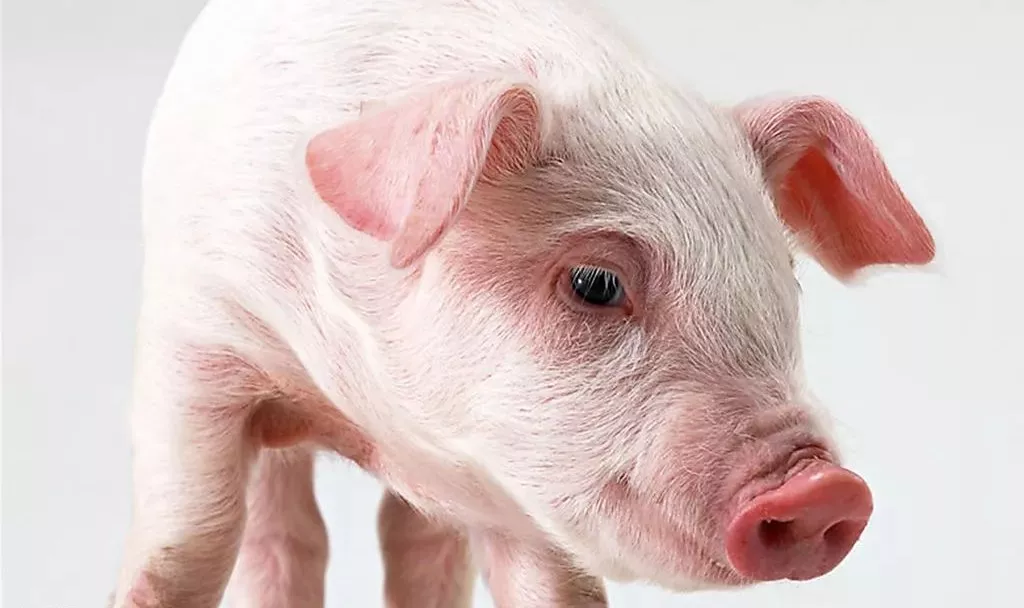 公告丨“餓死生豬”后，雛鷹農牧董事長侯建芳首發公開信