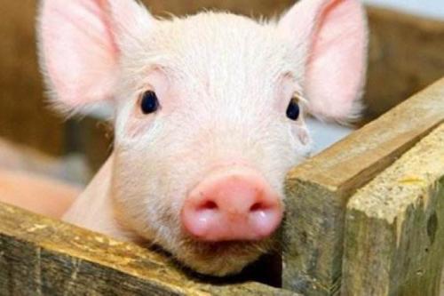 新疆非洲豬瘟疫區(qū)解除封鎖，寧夏發(fā)生非洲豬瘟疫情