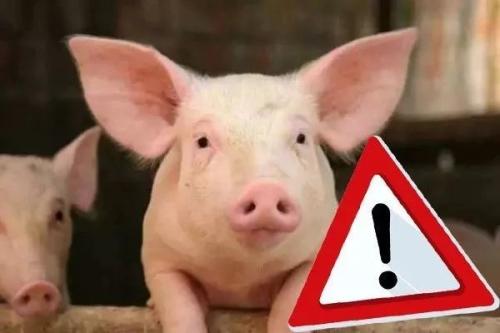 中國凍豬肉儲備恐耗盡，還能盼來“吃豬自由”嗎？