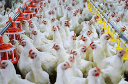 圣農發展凈利飆升170%！2020年超級雞周期還會繼續嗎？