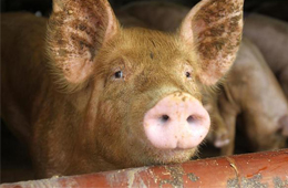 二師兄坐“火箭”，26地豬價(jià)飄紅，到底要沖到多少錢(qián)呢？