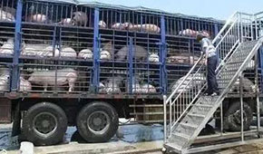  3月份6起非瘟5起屬違規(guī)調(diào)運(yùn)，今日起生豬跨區(qū)禁運(yùn)，豬價會翻身大漲嗎？