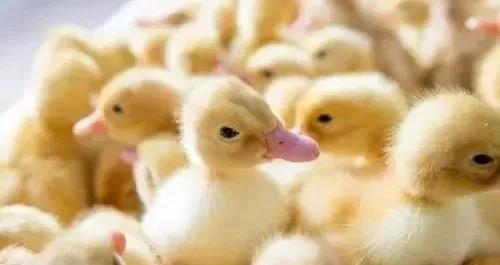 1623051482985735.jpg 1623051482985735.jpg