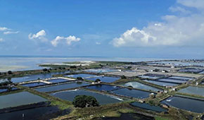 全國60%的蝦滑產自這里，“北海蝦滑”為何能成功出圈？