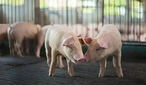 豬企3月出欄量大增，第三輪豬肉收儲完成，豬價繼續(xù)探底？