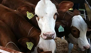 暫停28天后，巴西牛肉重返中國(guó)市場(chǎng)！