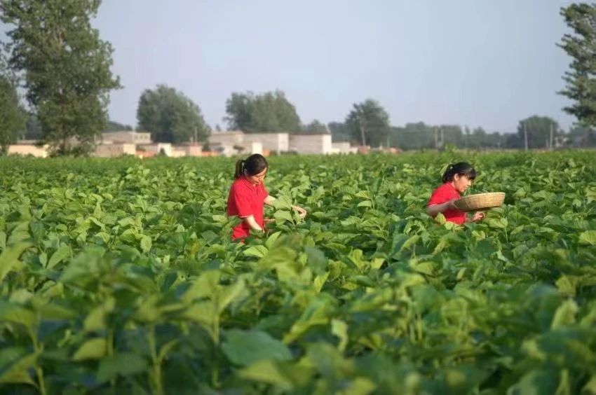 1744162854602544.jpg 1744162854602544.jpg